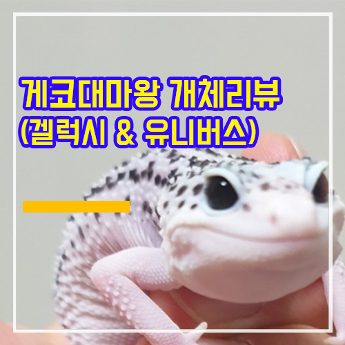  [개체리뷰]레오파드게코 '갤럭시','유니버스' 그룹 간단리뷰!