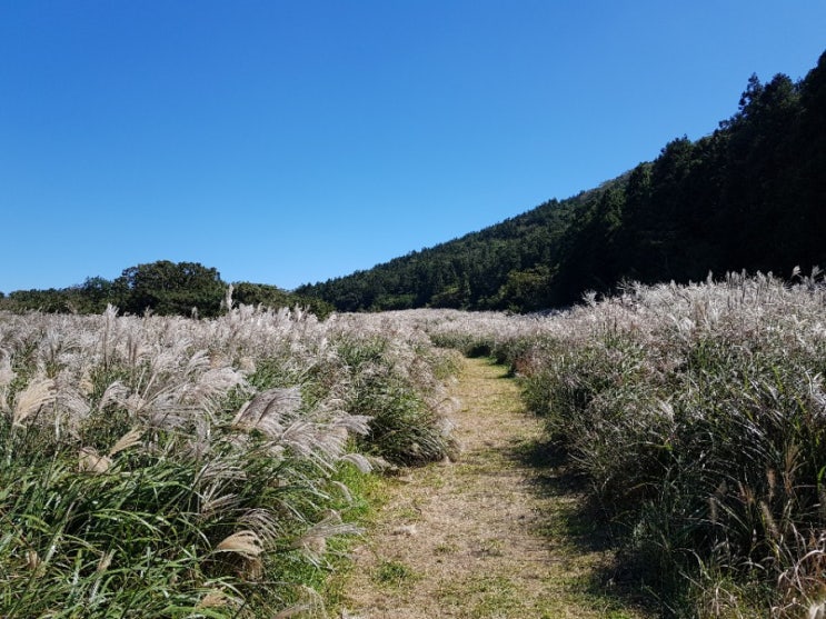  가을 제주도