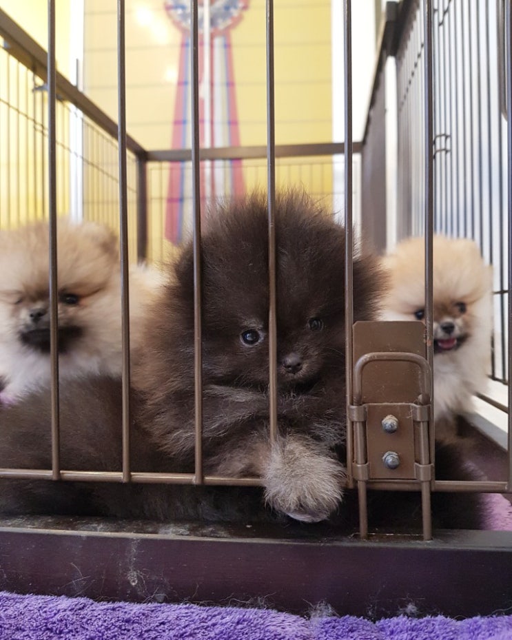 [포메라니안 전문견사 도그탑] 블랙탄 포메라니안 공주 분양