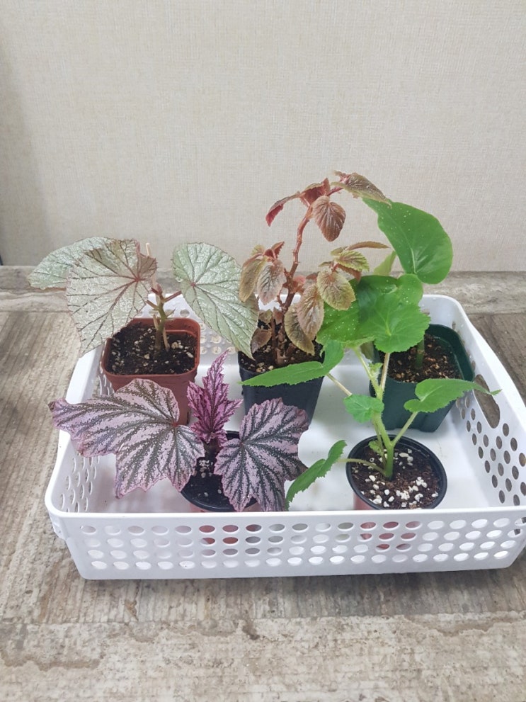  초록이 나눔해요