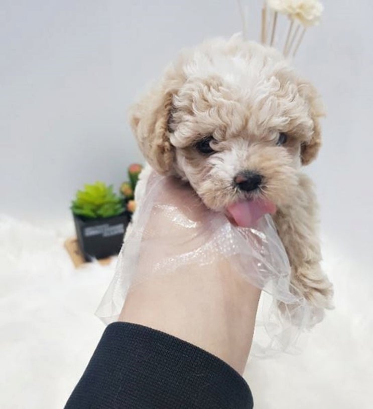  토이푸들가격 저렴하네