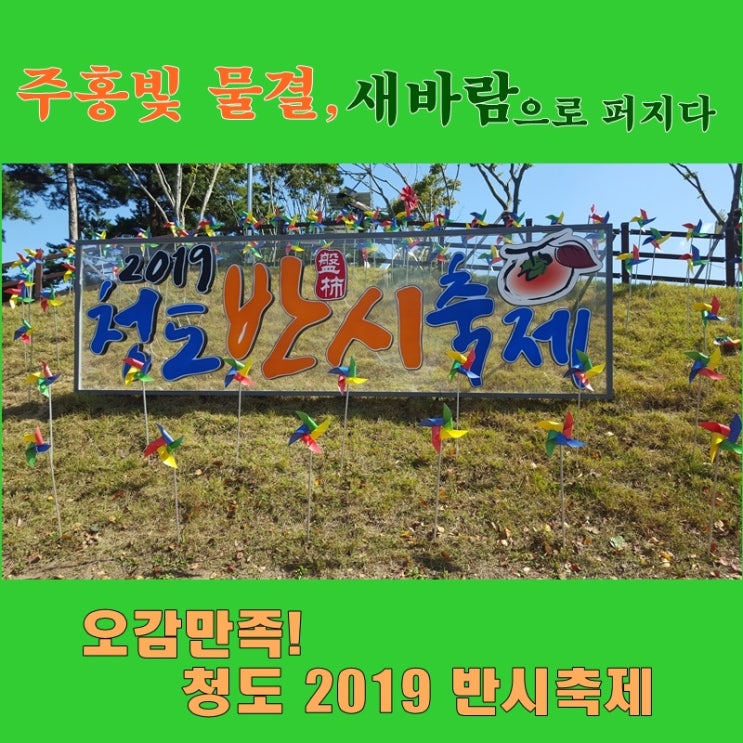 오감만족 2019  청도반시축제 ~주홍빛 물결 새바람으로 퍼지다