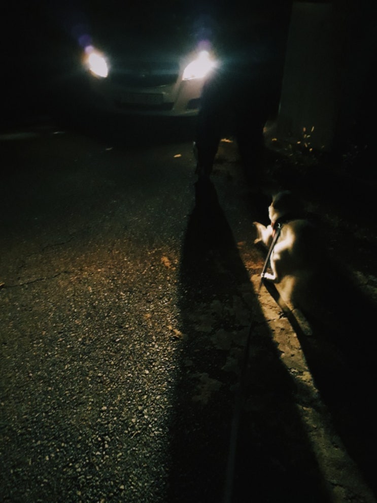  개난리
