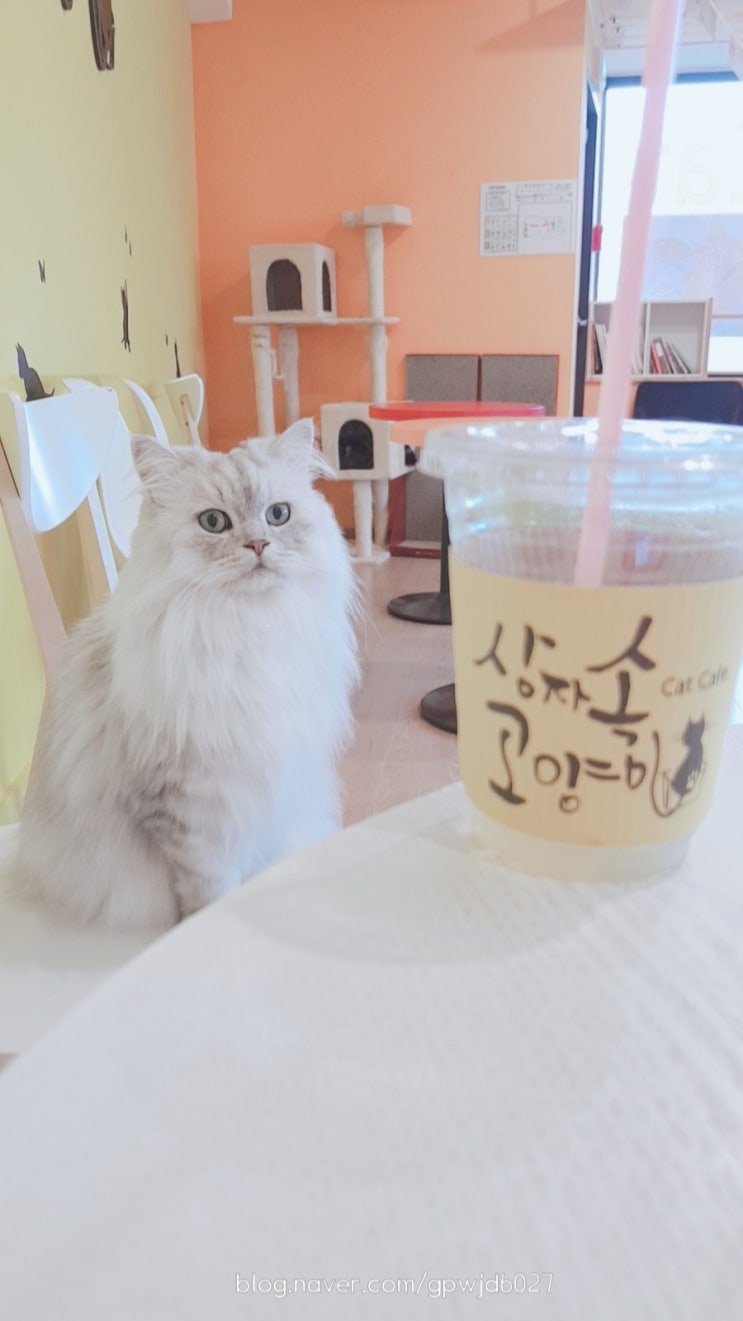  종로 캣카페 ; 상자속고양이