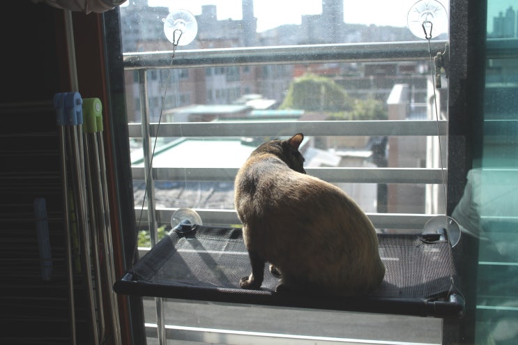 고양이창문해먹 카츠를 달아줬더니 고양이가 높은 곳을 좋아해요 !