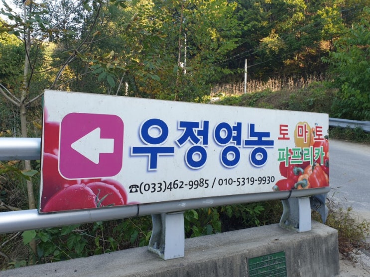  강원도 인제 원대리 파프리카 농장에 귤,아떼모야,체리모야도 있네요.
