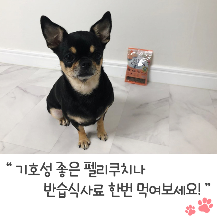  기호성 좋은 펠리쿠치나 반습식사료 한번 먹여보세요!
