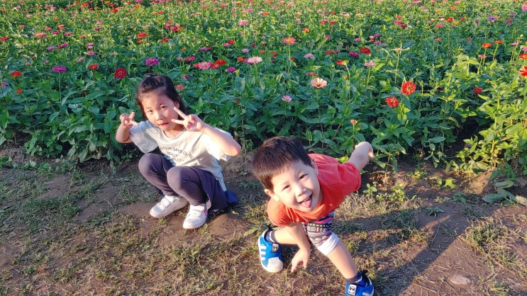  가을 한강 공원에서  꽃구경 하다