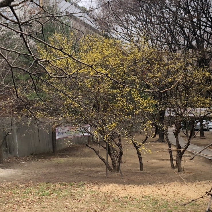  2019년 3월 - 여러곳에서 봄이 피어나던 계절.