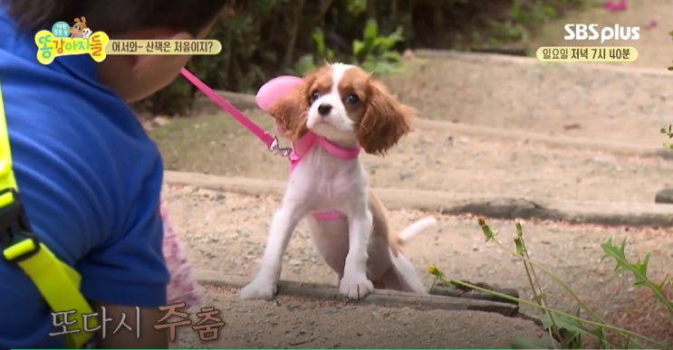  똥강아지들 김기두 아파트 딸 소은 아내 직업 나이 둥이 짱이 견종 몰티즈 양동근 반려견 엘사 생애 첫 산책 집 촬영장소 6회 똥강아지들 오주은 동물병원 하비 문용현 문희수 문희재