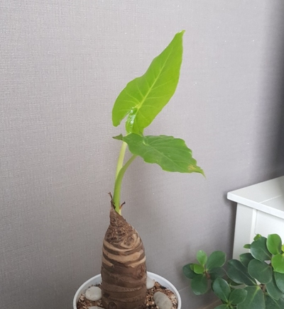  그냥저냥 플랜테리어