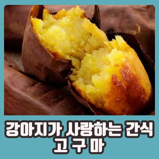  ［ 수원돌봄동물병원 ］강아지가 사랑하는 간식 고구마 / 강아지 고구마 간식 얼마나 먹여야할까? / 강아지 비만