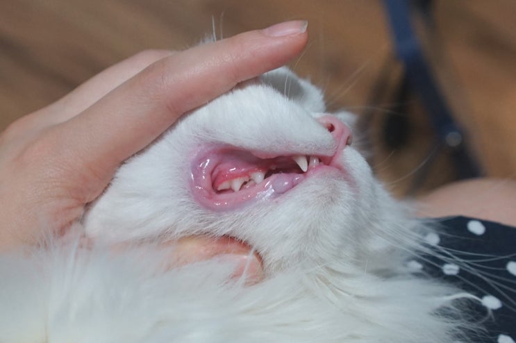  고양이 스케일링 후기! 치석제거 완료~