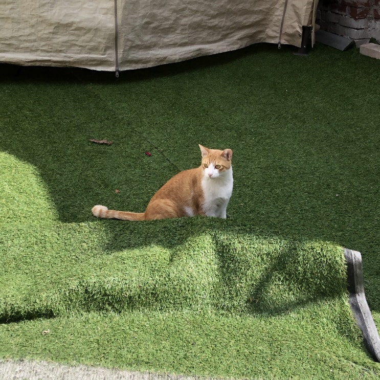  [10월 두 번째 주]콧물이 나인지 내가 콧물인지 물아일체의 경지c