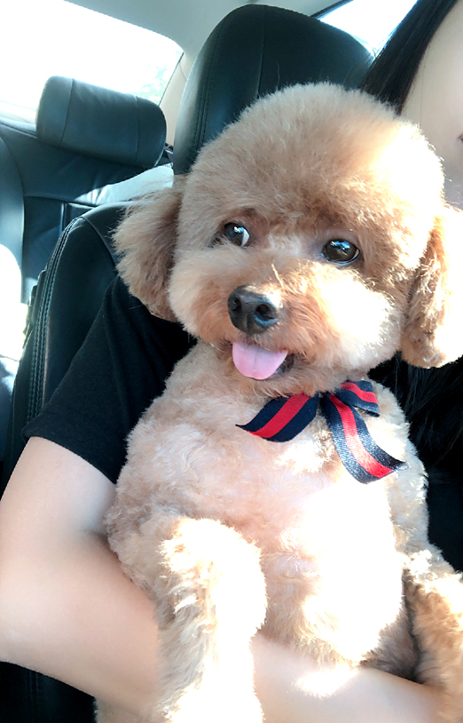  [애견셀프미용]애견미용 초보도 앙비뉴 애견이발기로 시작하면 시작이 쉬워요!