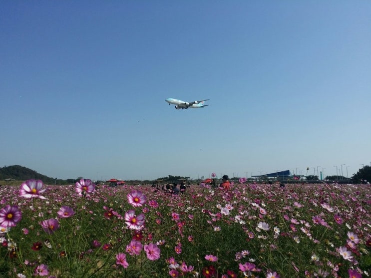  영종도 하늘공원 코스모스 전경입니다 .