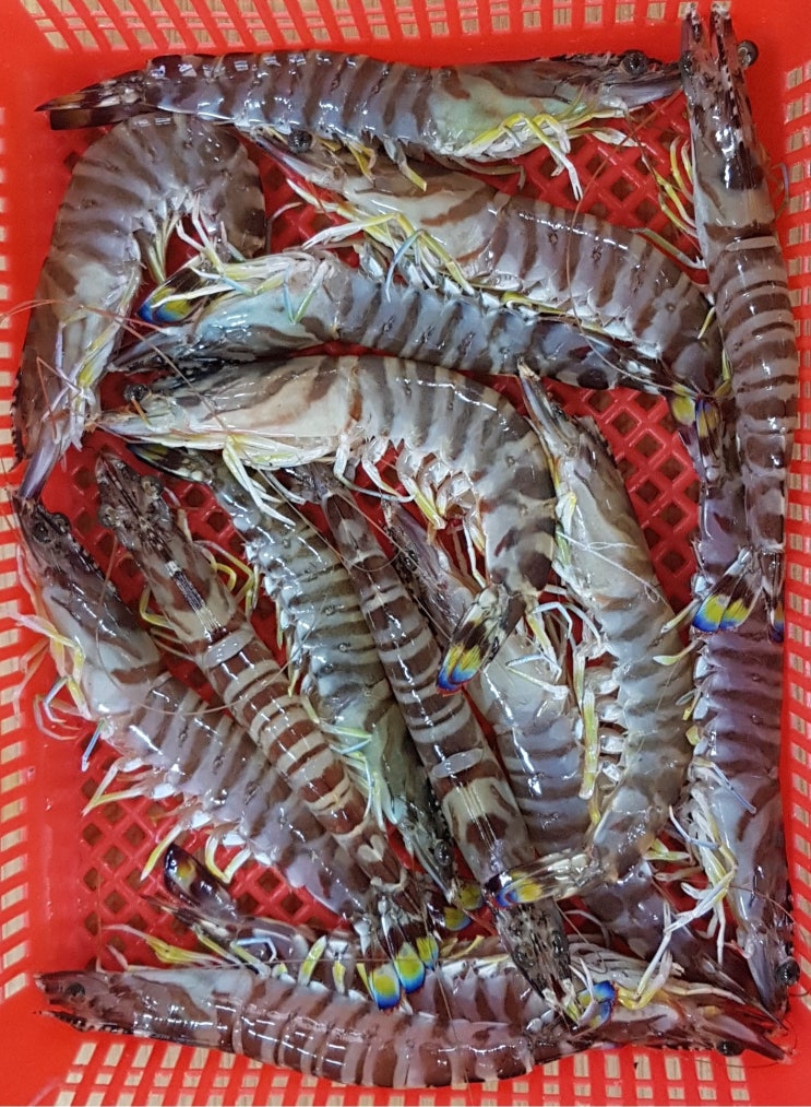  자연산 보리새우(오도리) 공동구매 [자연산 회]