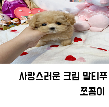  용인강아지분양 사랑스러운 크림 말티푸