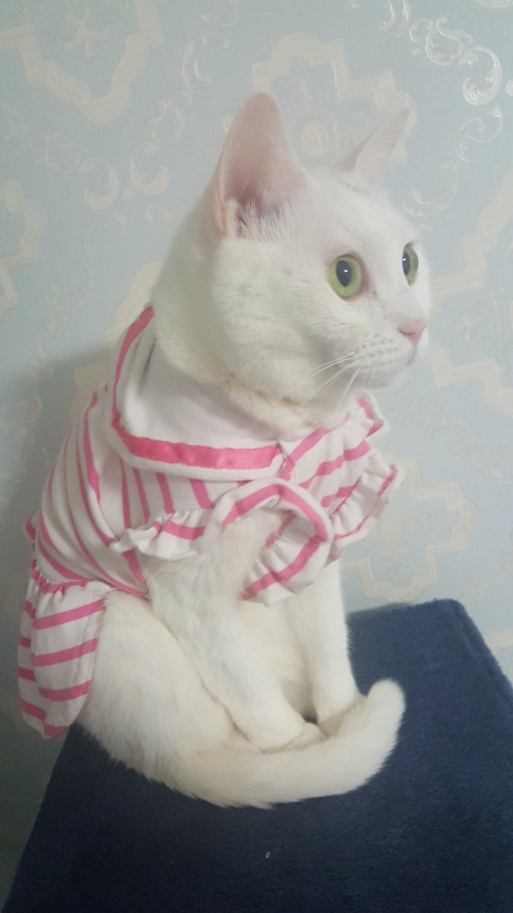  거제도 고양이 설.레임 일상생활~