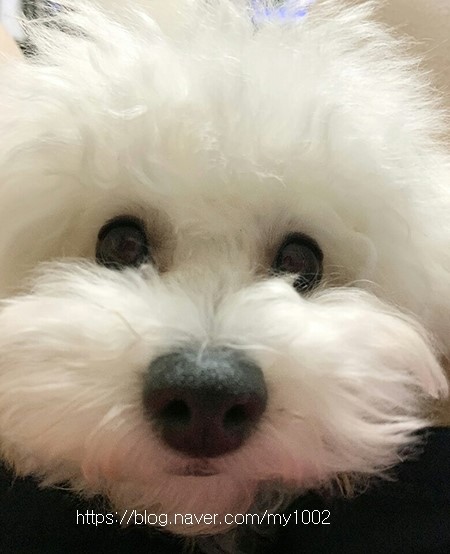  프리미엄 애견간식-맘스틱 댕댕이간식 닭똥집 느무 잘 먹음!