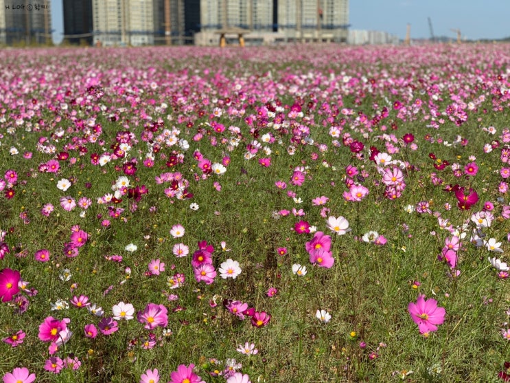  인천 송도 가볼만한곳 , 코스모스 밭 다녀오다