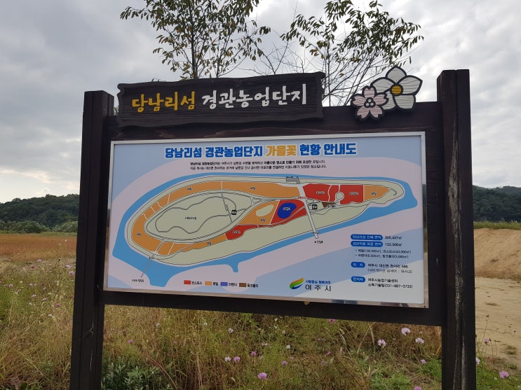 가을나들이 이포보 당남리섬 핑크뮬리와 코스모스 산책으로 딱이야~! 가을나들이 이포보 당남리섬 핑크뮬리와 코스모스 산책으로 딱이야~!