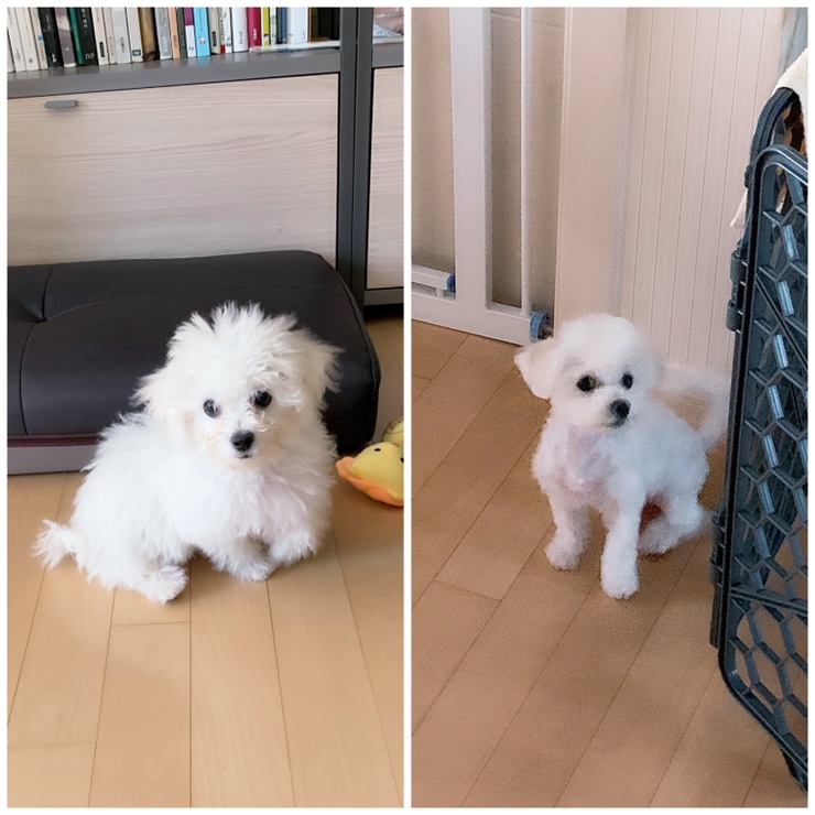  첫 미용 배냇미용을 무사히 마친 숑숑이