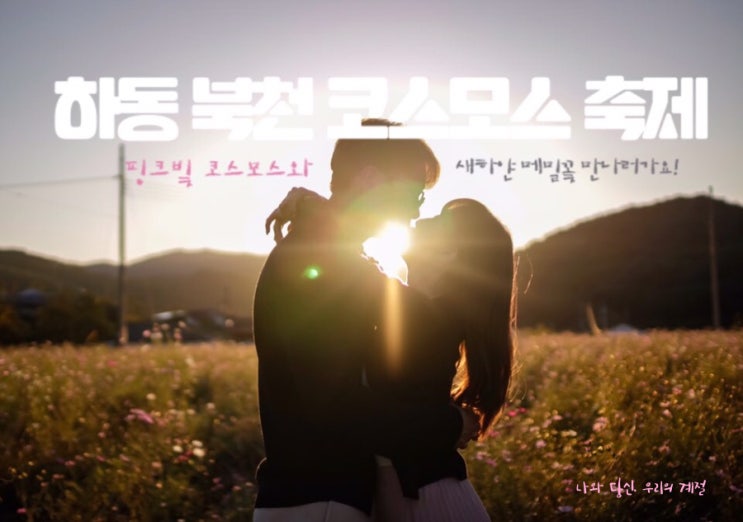  10월 가을 경남 가볼만한 곳, 하동북천 코스모스 메밀꽃 축제. 광활하게 펼쳐진 코스모스꽃밭과 새하얀 메밀꽃밭에서 인생샷 남겨요!(개화상황,주차)