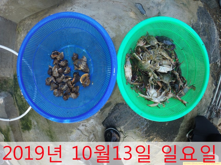  황도 박하지 잡기 체험 - 2019년 10월13일 일요일