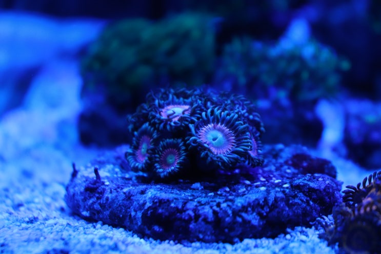 풀 블루에서 찍은 산호들