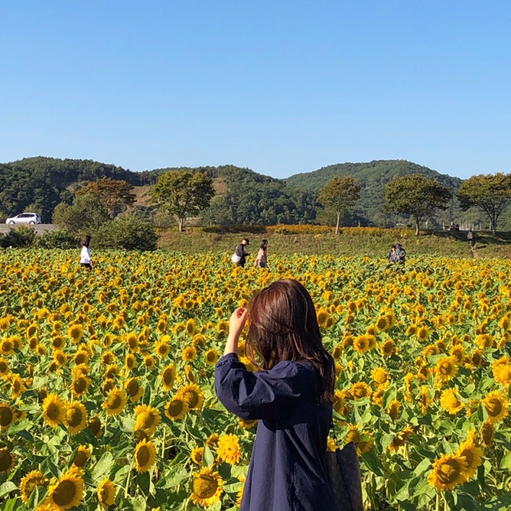  장성 황룡강 노란 꽃축제 다녀왔어요@장성@장성 축제@장성 황룡강 축제@장성 축제 추천