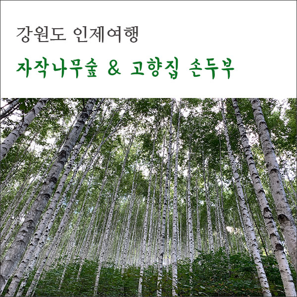  가을여행 : 인제 자작나무숲 & 인제 고향집 두부전골