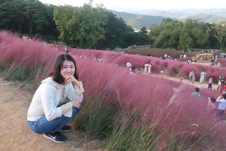 「대구근교 핑크뮬리 볼 수있는 곳」 경북 칠곡 가산수피아수목원 나들이 