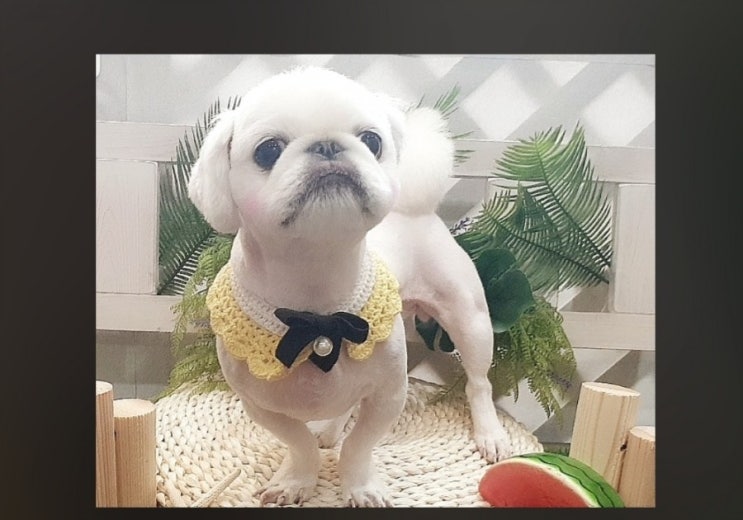  인천계양구계산동페키미용 페키니즈미용
