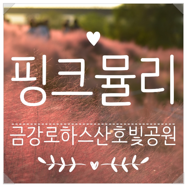  금강로하스산호빛공원 가을빛이 아름다운 대전 핑크뮬리