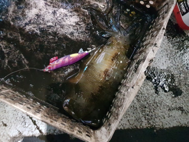  [2019.10.09] 매물도 무늬오징어선상에깅 팁런, 대낮같은 매물도와 뻘물 지심도