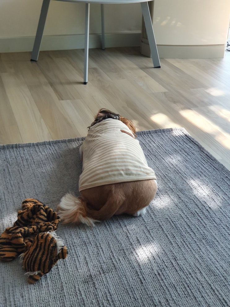 너무너무 좋아?  산책
