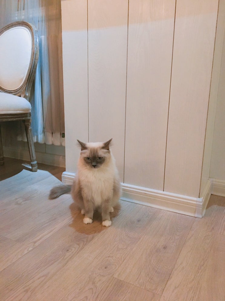 중국 바오딩 保定 고양이 카페, 猫仓