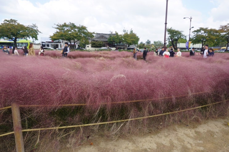  경주 첨성대 핑크뮬리 아쉬워요