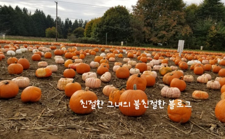  2019 펌킨 패치