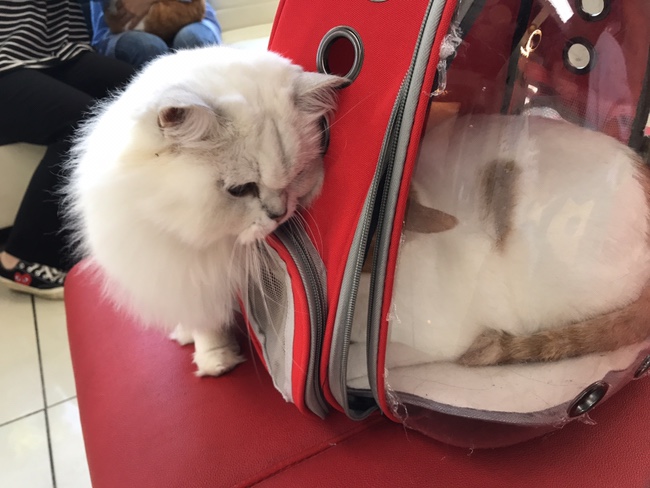  고양이 스켕일링 비용 / 치석제거 후기