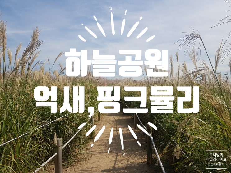  [10월가을축제]맹꽁이 전기열차타고 하늘공원 억새밭 갈대 축제보러 갔다 핑크뮬리까지!+하늘공원가는방법