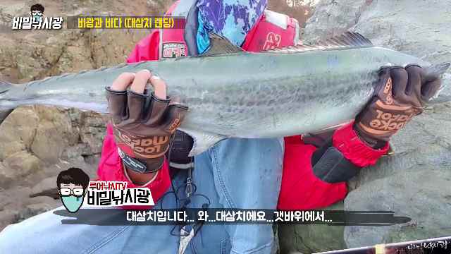  서해 워킹 갯바위 9짜 대삼치 루어낚시와 마릿수 손맛