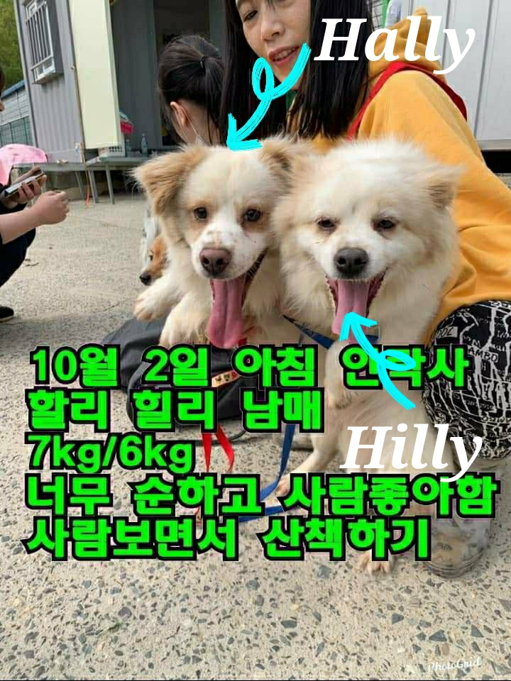  믹스견 Hally의 가족찾기!!