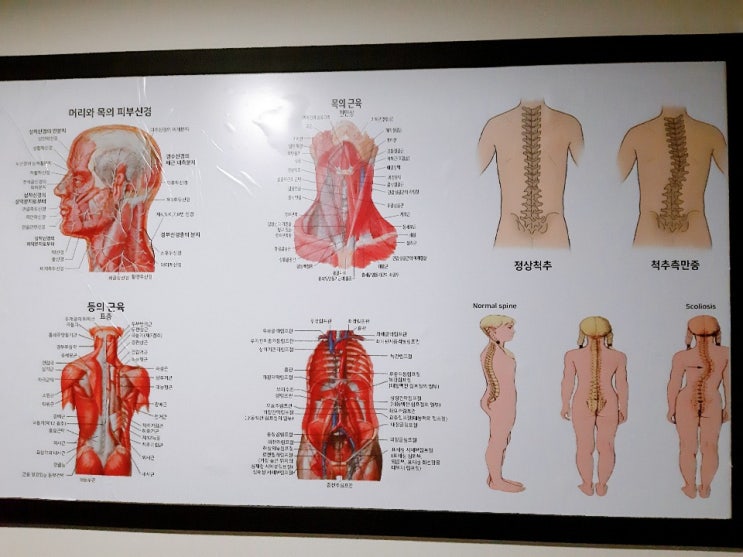  시온체형교정클리닉 (수원골반교정) 후기