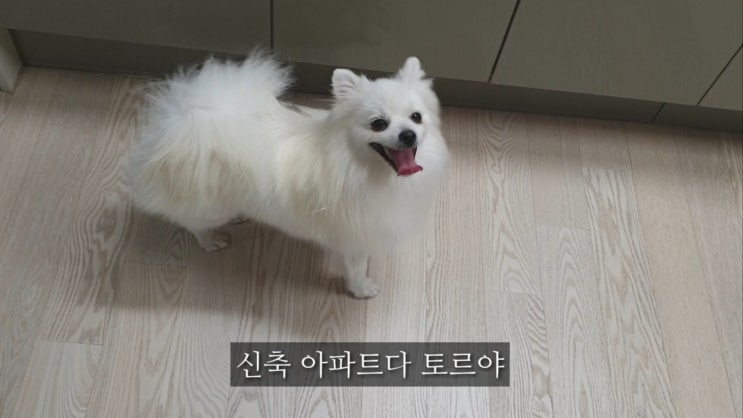  강아지입양 후 처음으로 집에와서 보인 반응