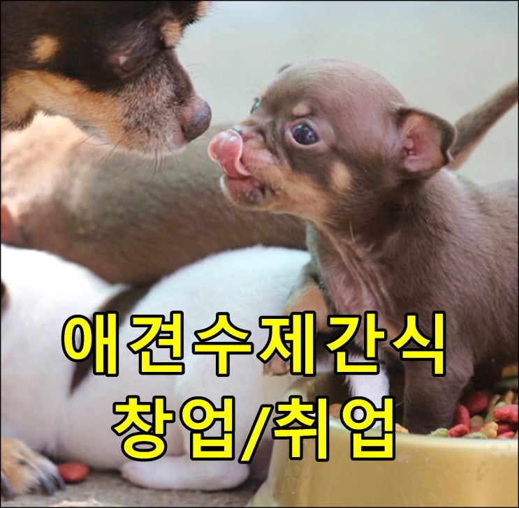  강아지수제간식창업 확실한 레시피로 시작해요