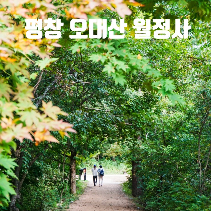  단풍여행 오대산 월정사 전나무숲길 좋아요~