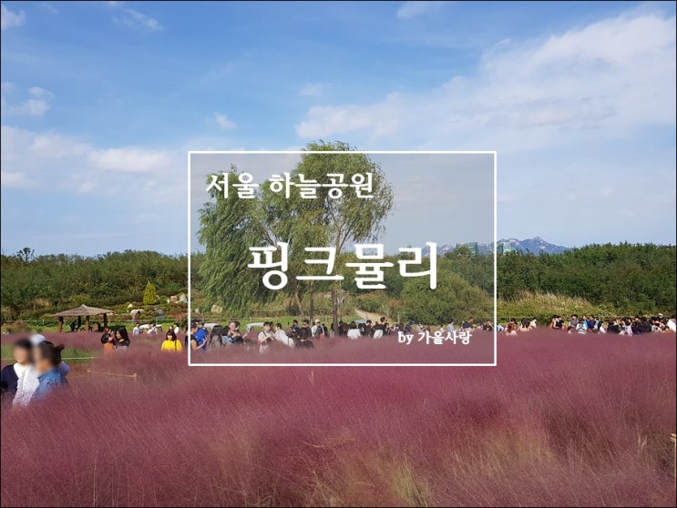 서울 하늘공원 핑크뮬리, 억새축제 미리 가보기