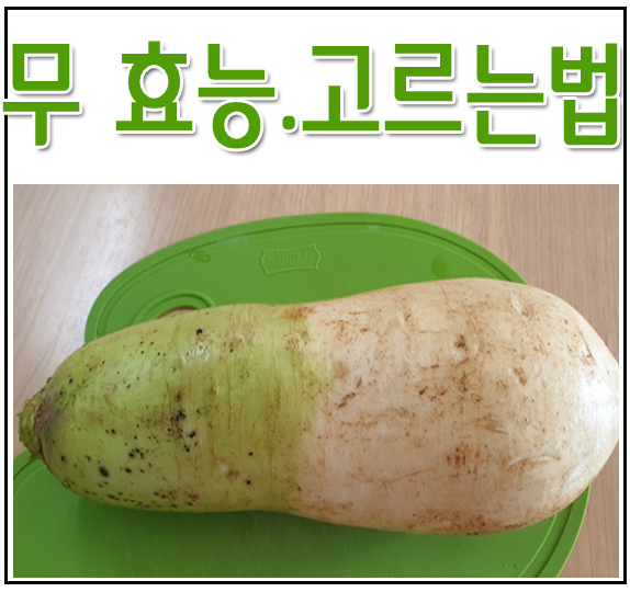  무 효능 고르는법 보관법 알아보자